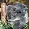 fuzzykoala